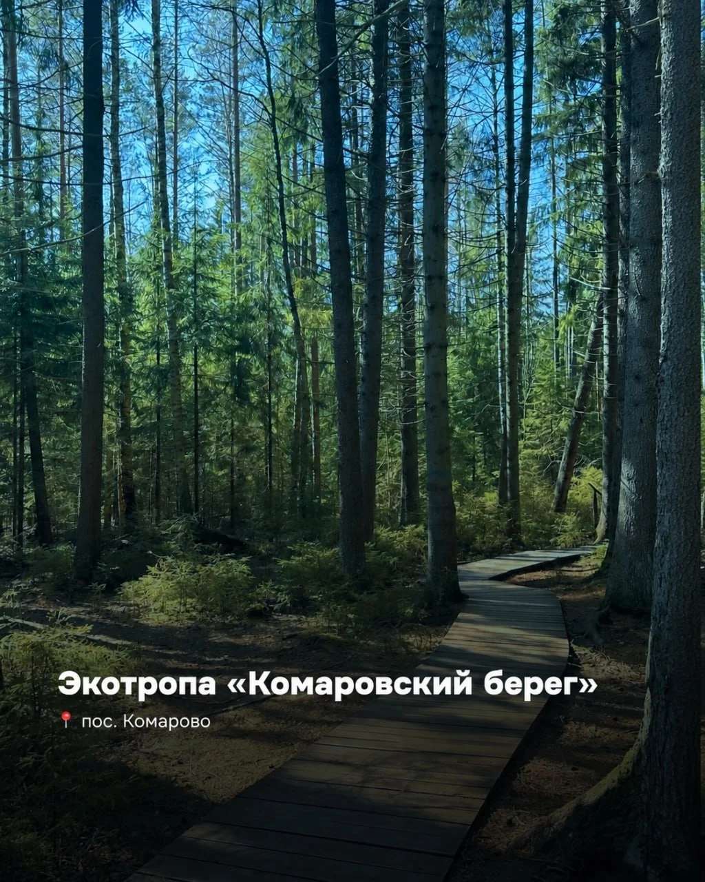 Экотропа «Комаровский берег». Маршрут пролегает через старый еловый лес и выводит к просторному песчаному пляжу — абсолютное совпадение с локациями из фильмов. © t.me/notypicmarketing