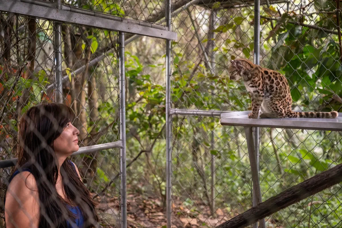 Новая кошка поистине крохотная. © Fernando Faciole/National Geographic