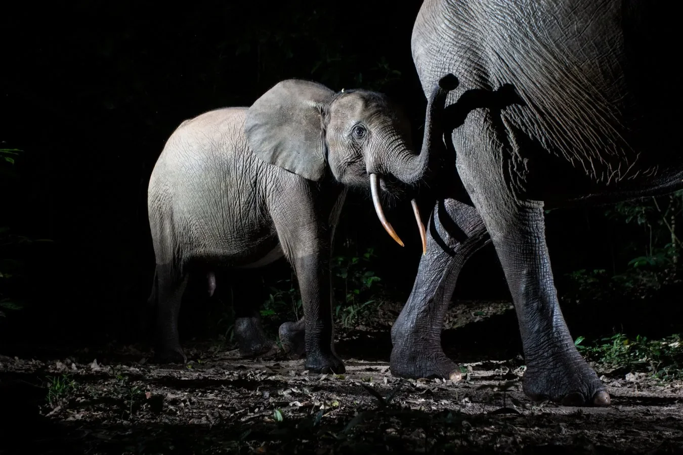 Слоны синхронизируют голоса как сыгранный коллектив. © Will Burrard-Lucas
