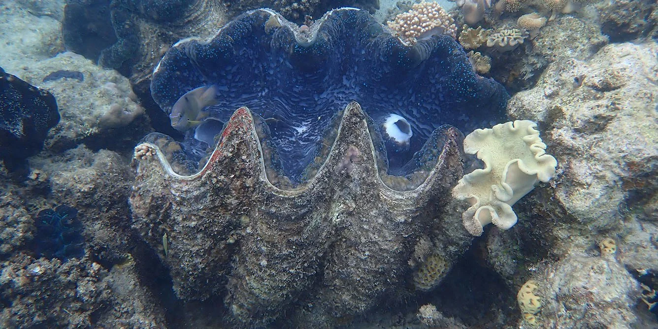 Гигантская тридакна с Джиигурру. © Andy Lewis/Coral Sea Foundation