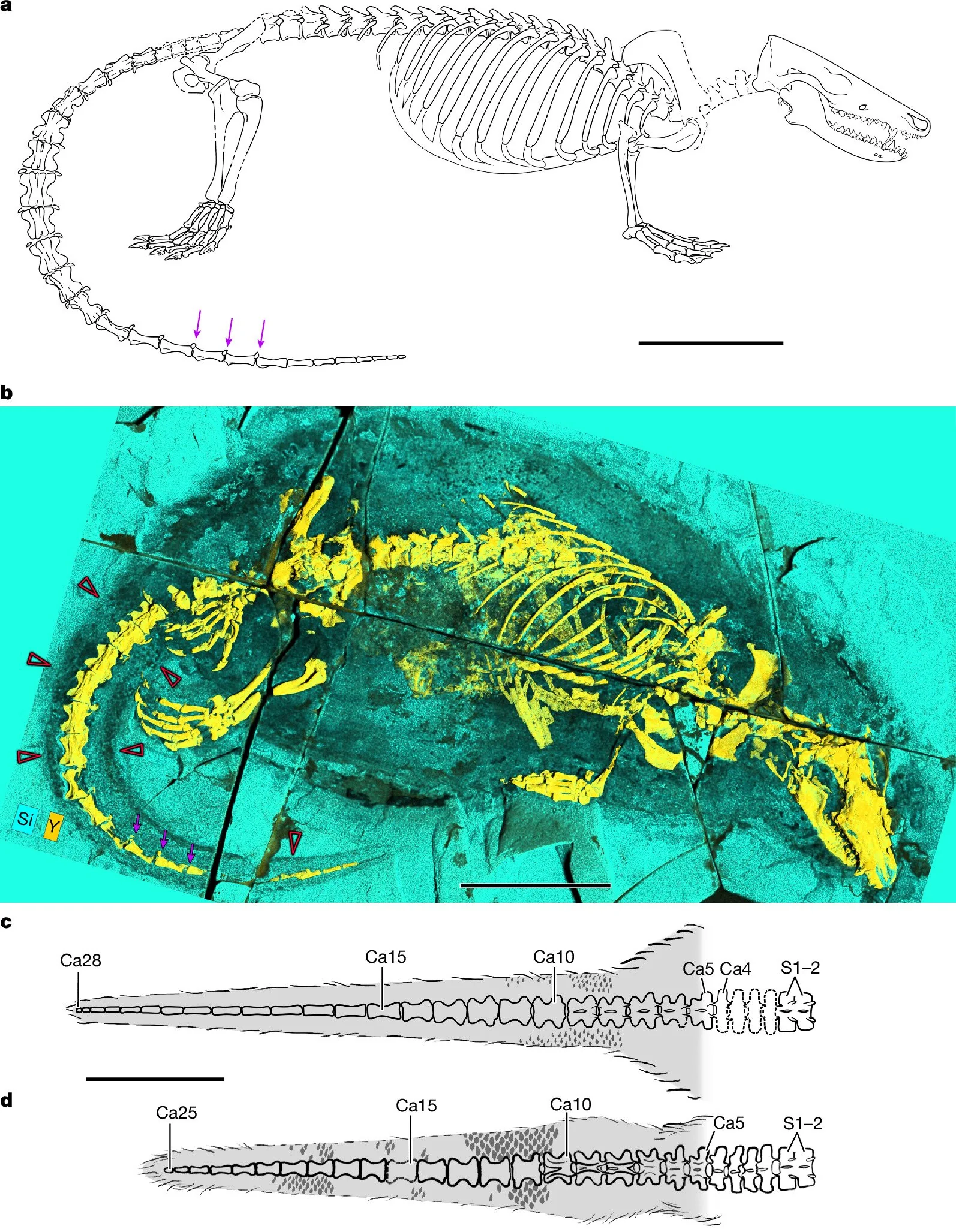 Фотография скелета и реконструкция млекопитающеобразного. © Nature (2026)