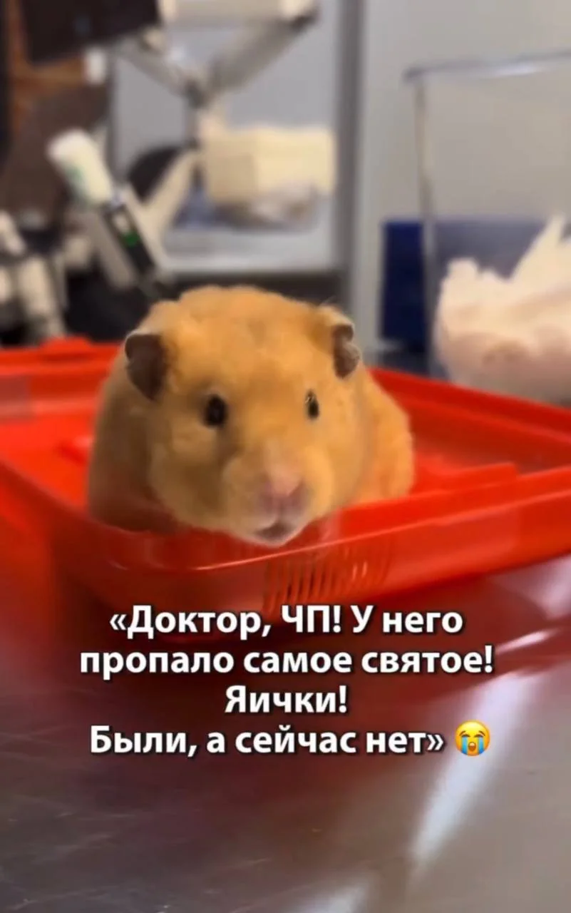 © t.me/m***k