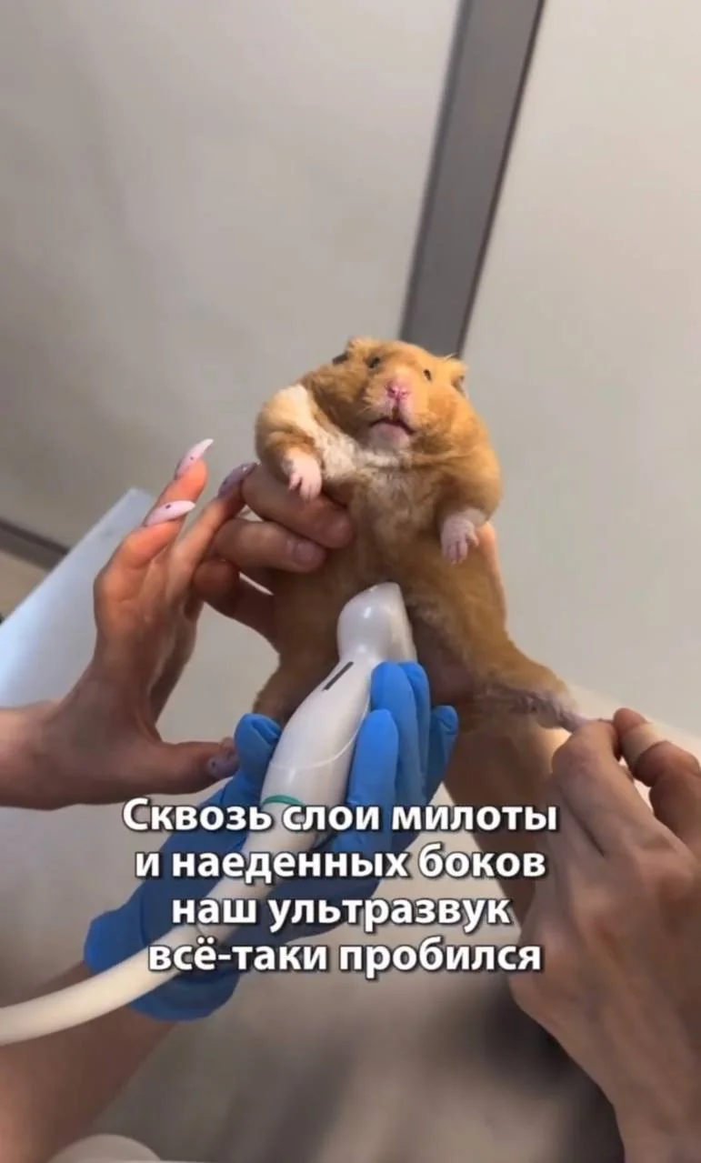 © t.me/m***k