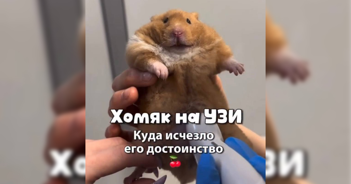 Хомяк на УЗИ.