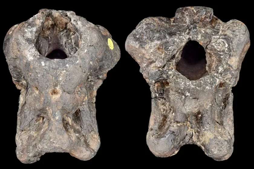 Окаменелость черепной коробки Invictibellatrix amberina. © The Trustees of the Natural History Museum, London