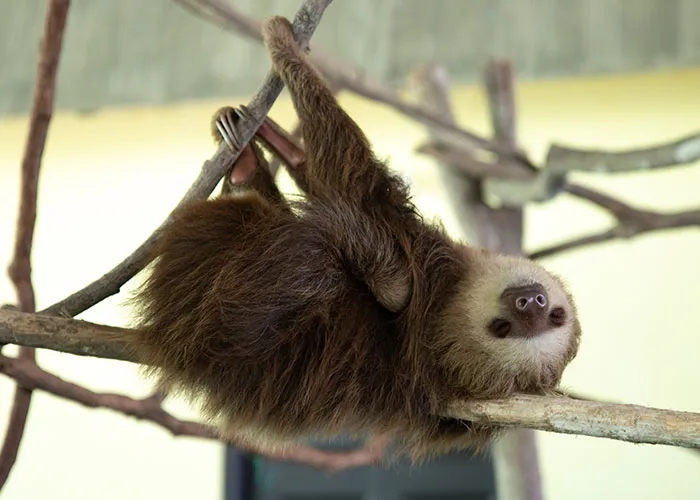 Когда самка ленивца хочет найти себе пару, она висит на ветке дерева и просто кричит.