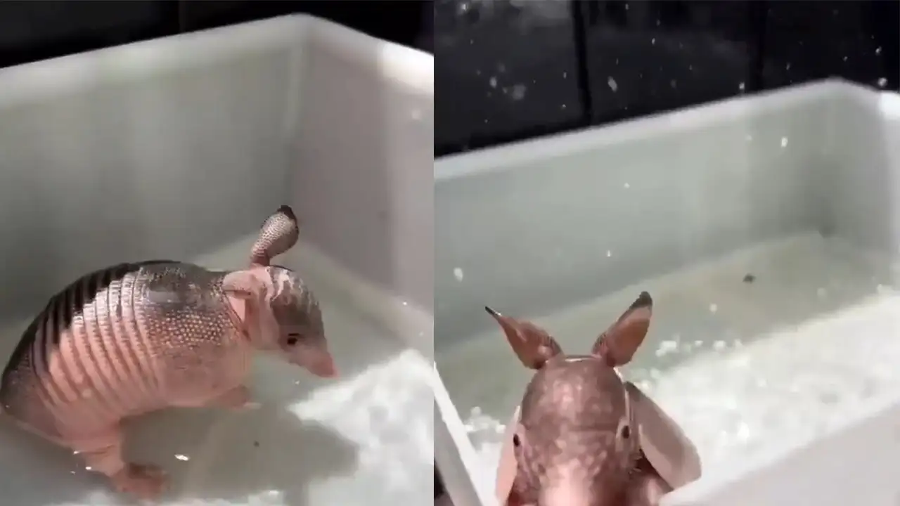 Броненосец.