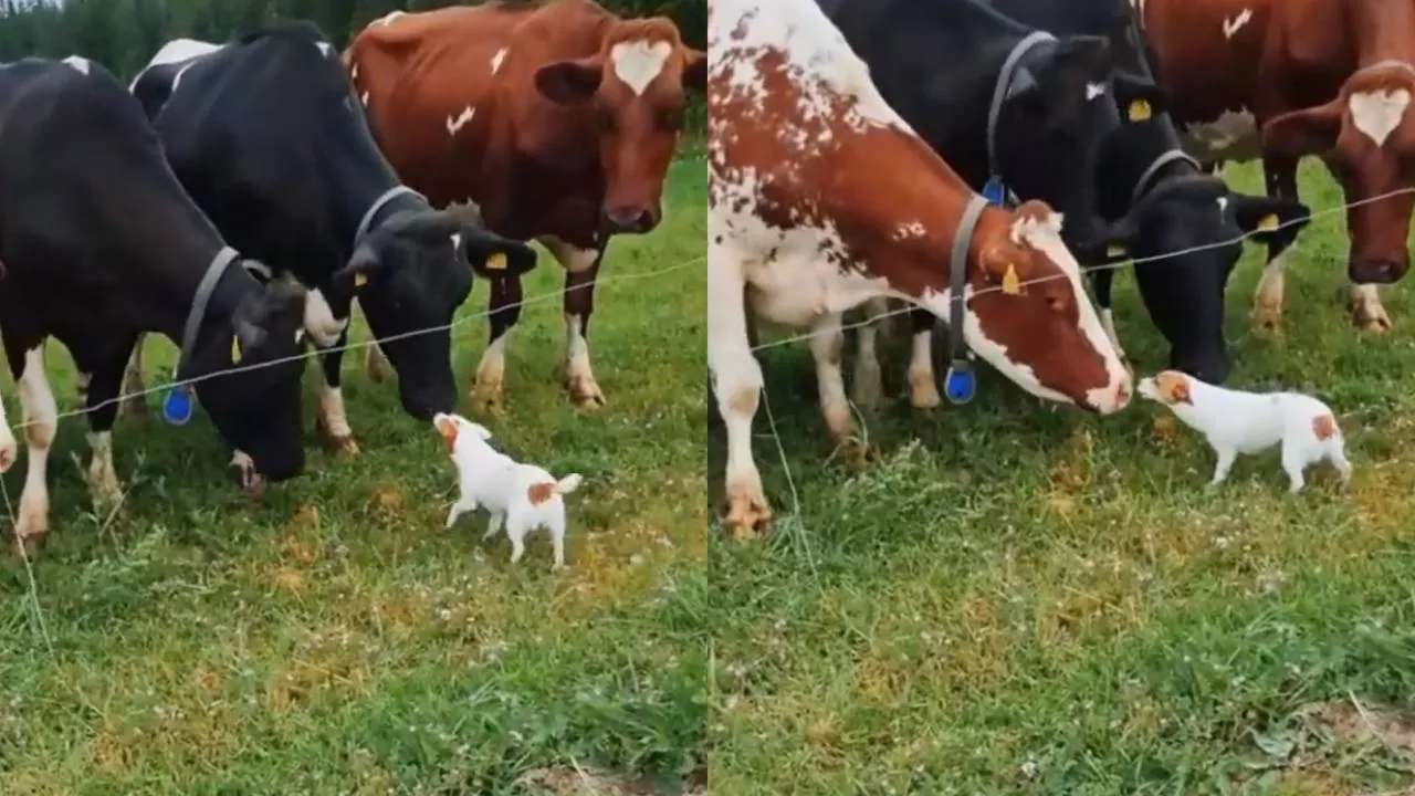 Пес и коровы.