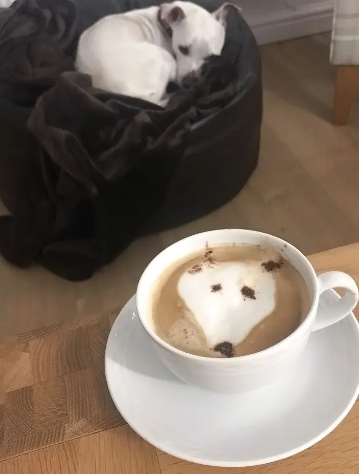 «Муж попытался нарисовать нашу собачку на кофе».
