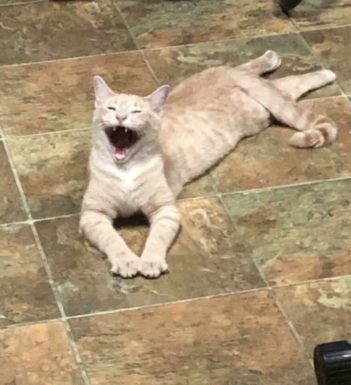 «Мой кот похож на демона с картины эпохи Возрождения».