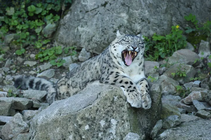 Кошки с маленькими зубами смогли адаптироваться и выжить, в отличие от грозных смилодонов. Кошки с маленькими зубами смогли адаптироваться и выжить, в отличие от грозных смилодонов.