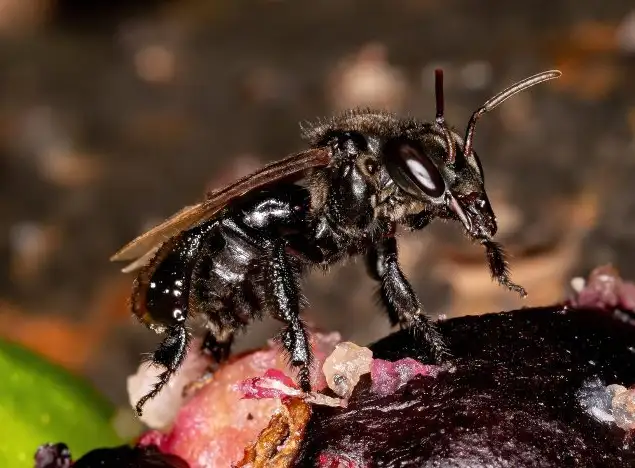 Trigona hypogea. Trigona hypogea.