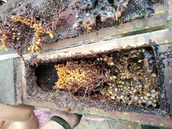 Улей пчел-стервятников. Улей пчел-стервятников.