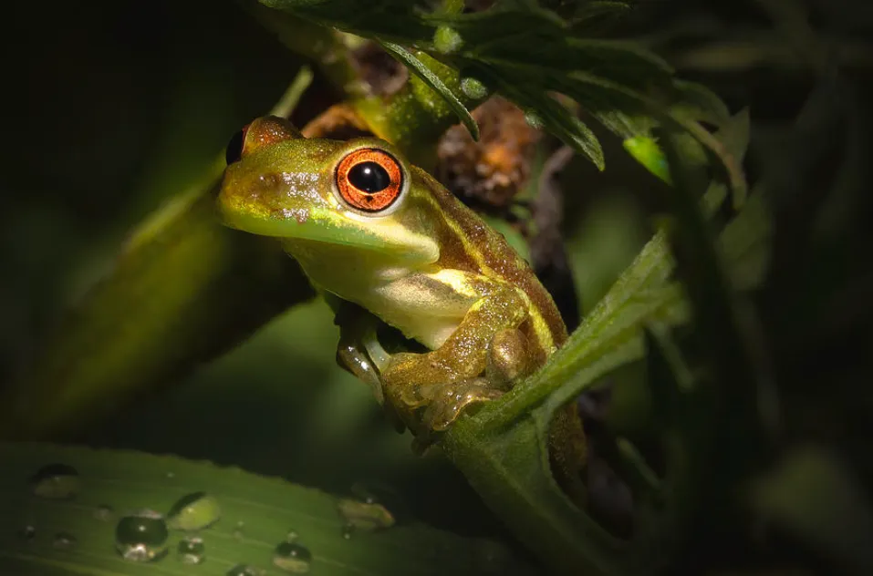 «Очаровательная древесная лягушка».