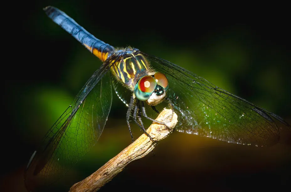 «Стрекоза на закате».