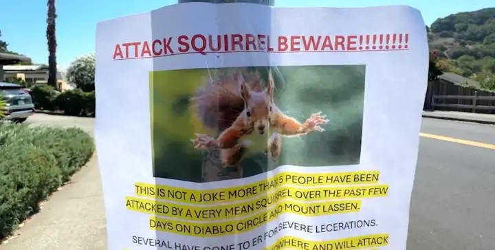 По всему Сан-Рафаэлю расклеены такие предупреждения.