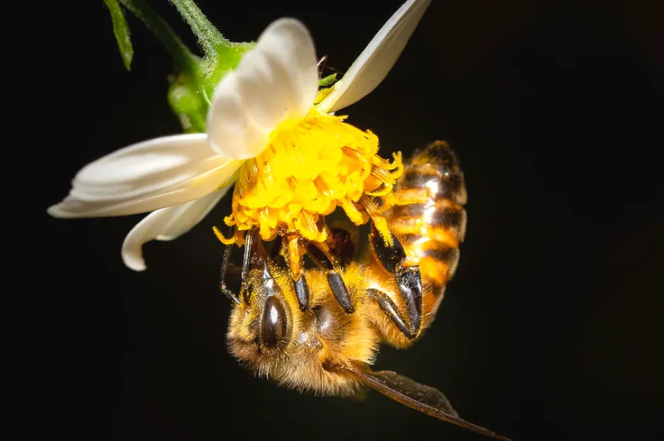«Медоносная пчела на цветке».