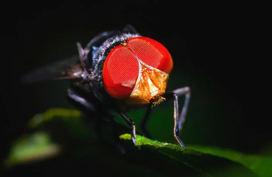 «Глаза мухи».