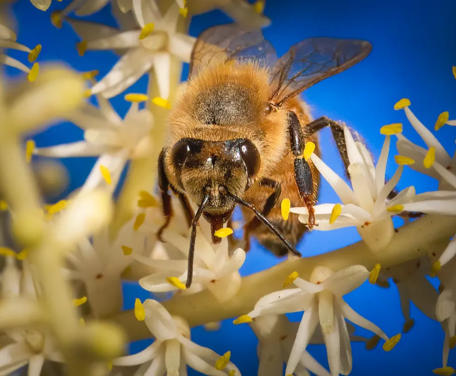 «Привет пчёлка!»