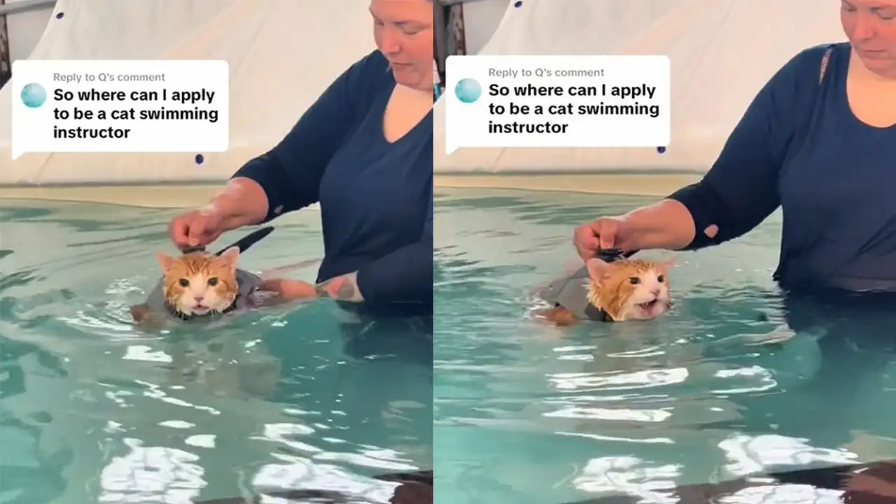 Кот на тренировке по плаванию.