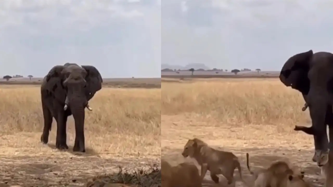 Слон и львы.