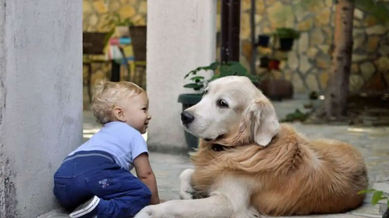 Ребенок и собака.
