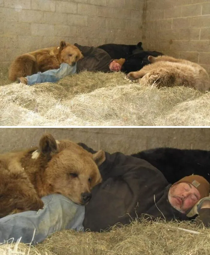 Джим Ковальчик — основатель медвежьего приюта спит со своими подопечными.