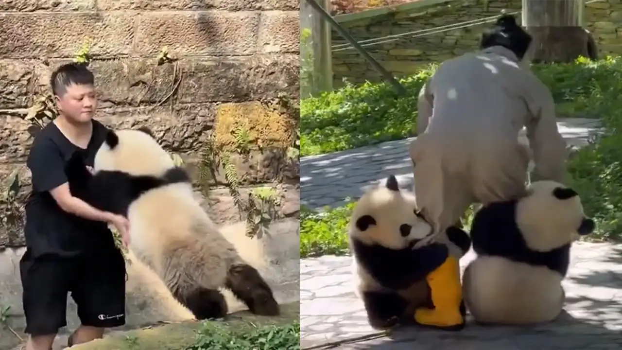 Будни смотрителей за пандами.