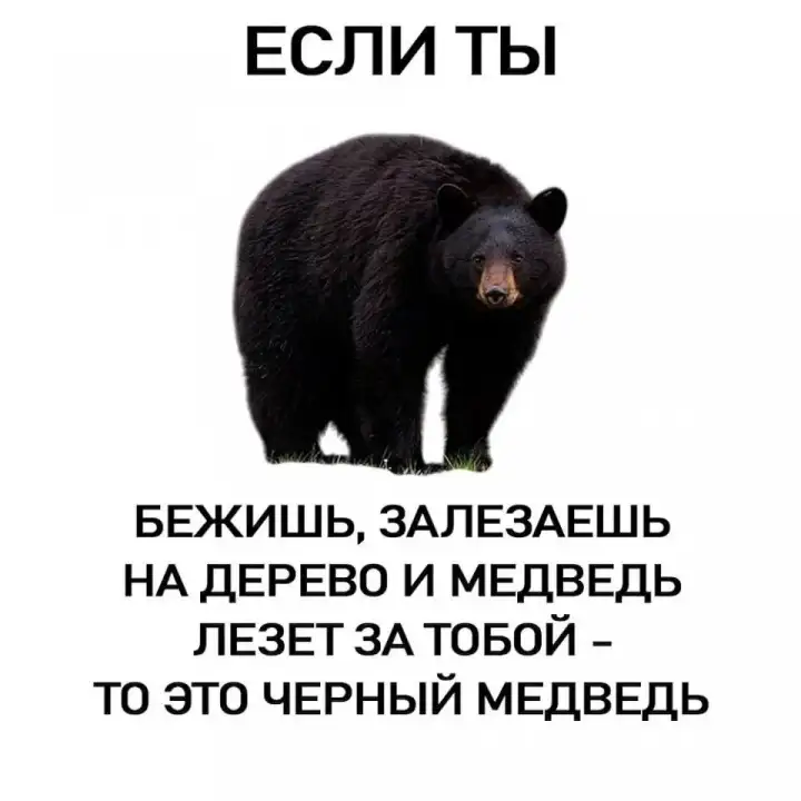 Как отличить бурого медведя. Как отличить бурого медведя.