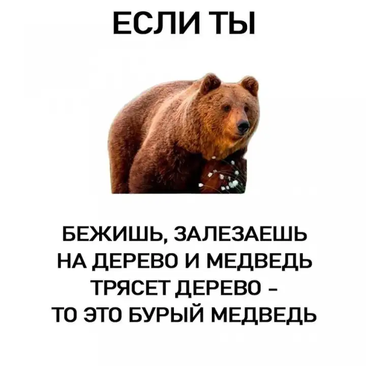 Как отличить бурого медведя. Как отличить бурого медведя.