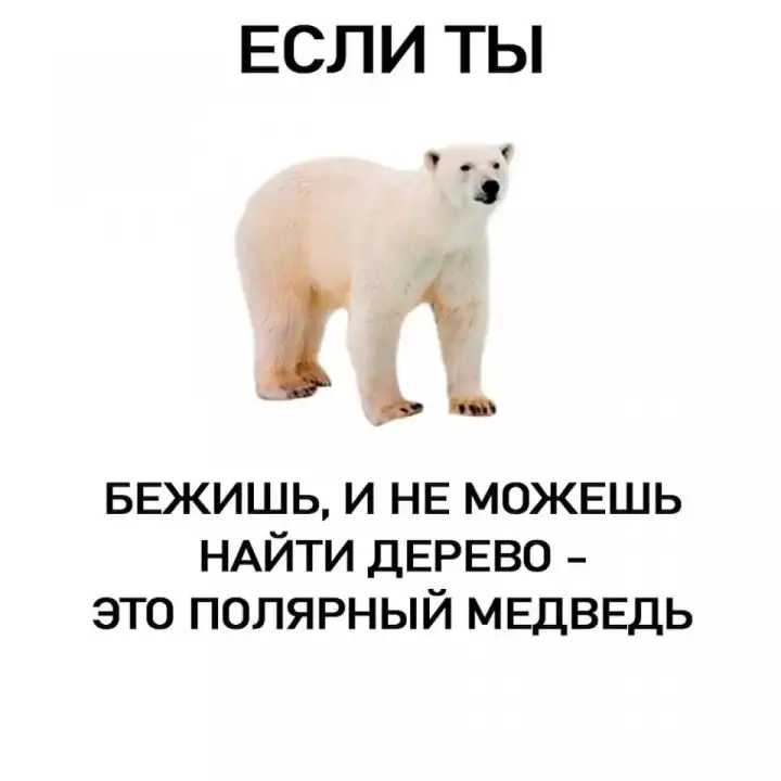 Как отличить полярного медведя. Как отличить полярного медведя.