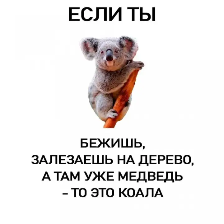 Как отличить коалу. Как отличить коалу.