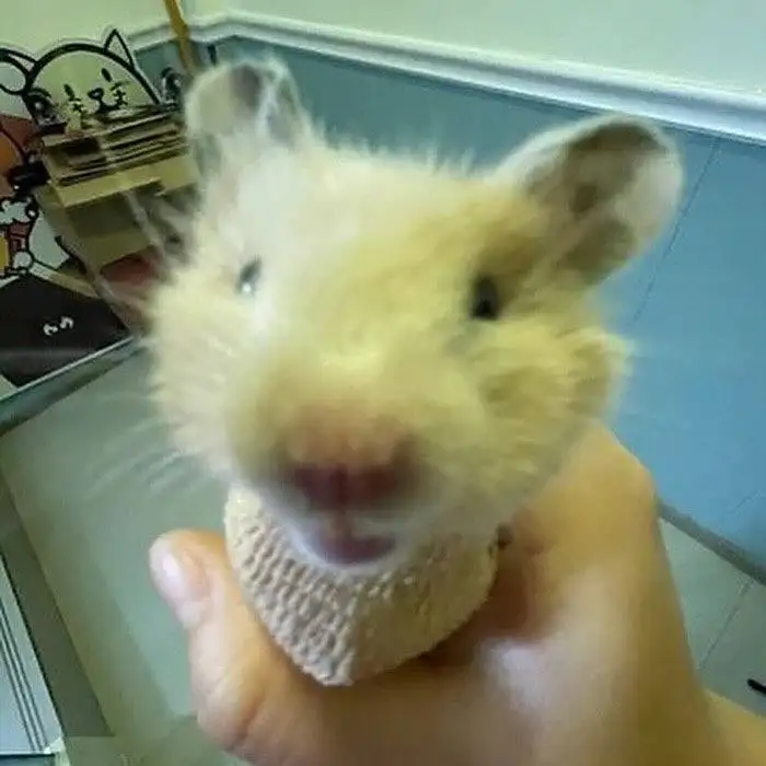 Вот такая милота.