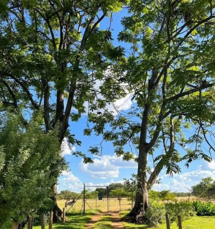 «Подъездная дорога и молодой самец зебры, которые видны из окна нашей кухни в доме в Зимбабве».