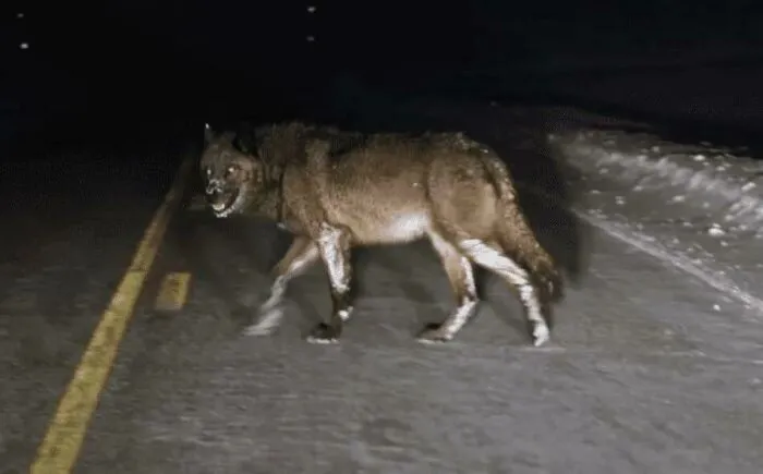 Кадр из видео, запечатлевшего огромного волка, обитающего в Йеллоустонском национальном парке.