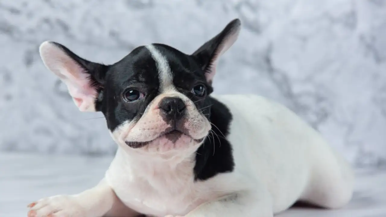 Французский бульдог