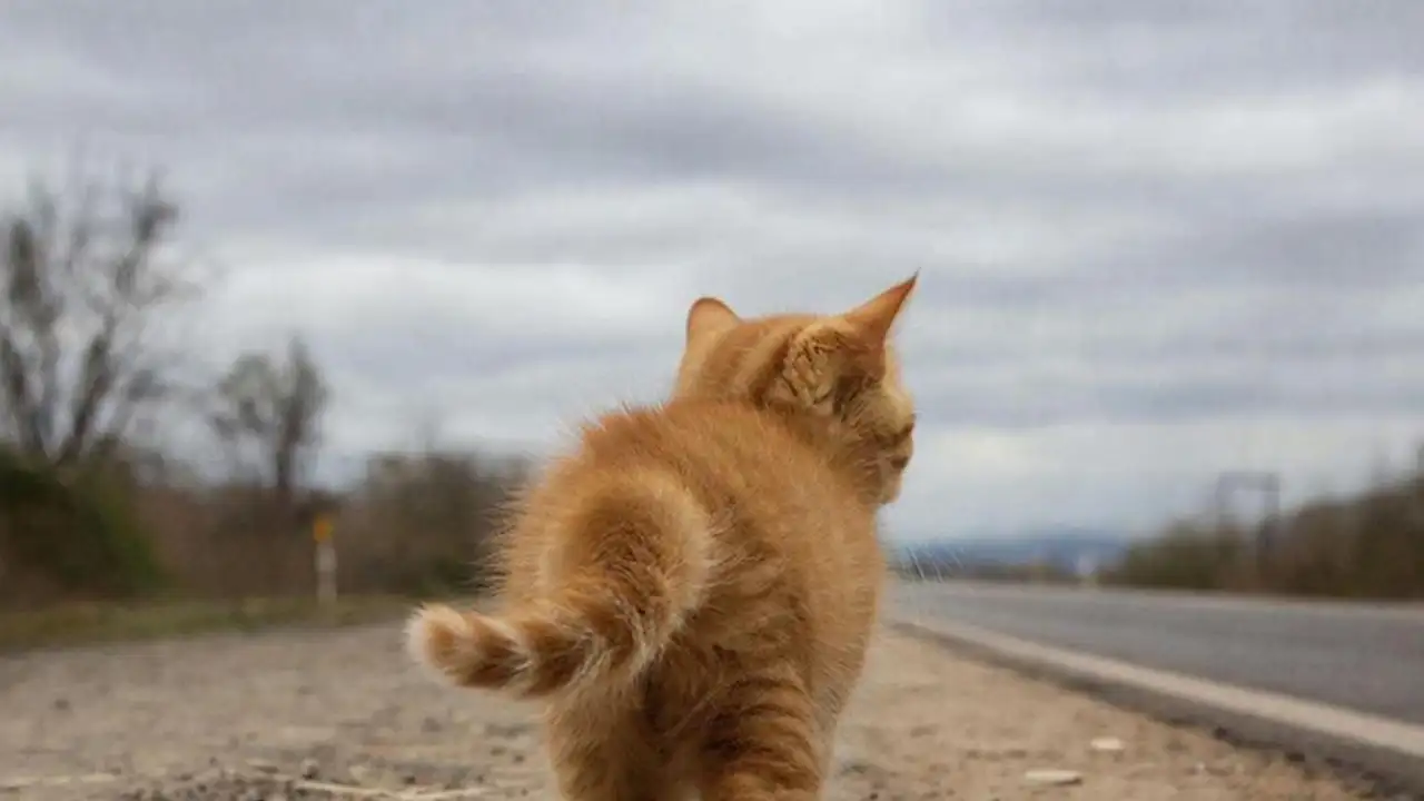 Котик идёт по дороге.