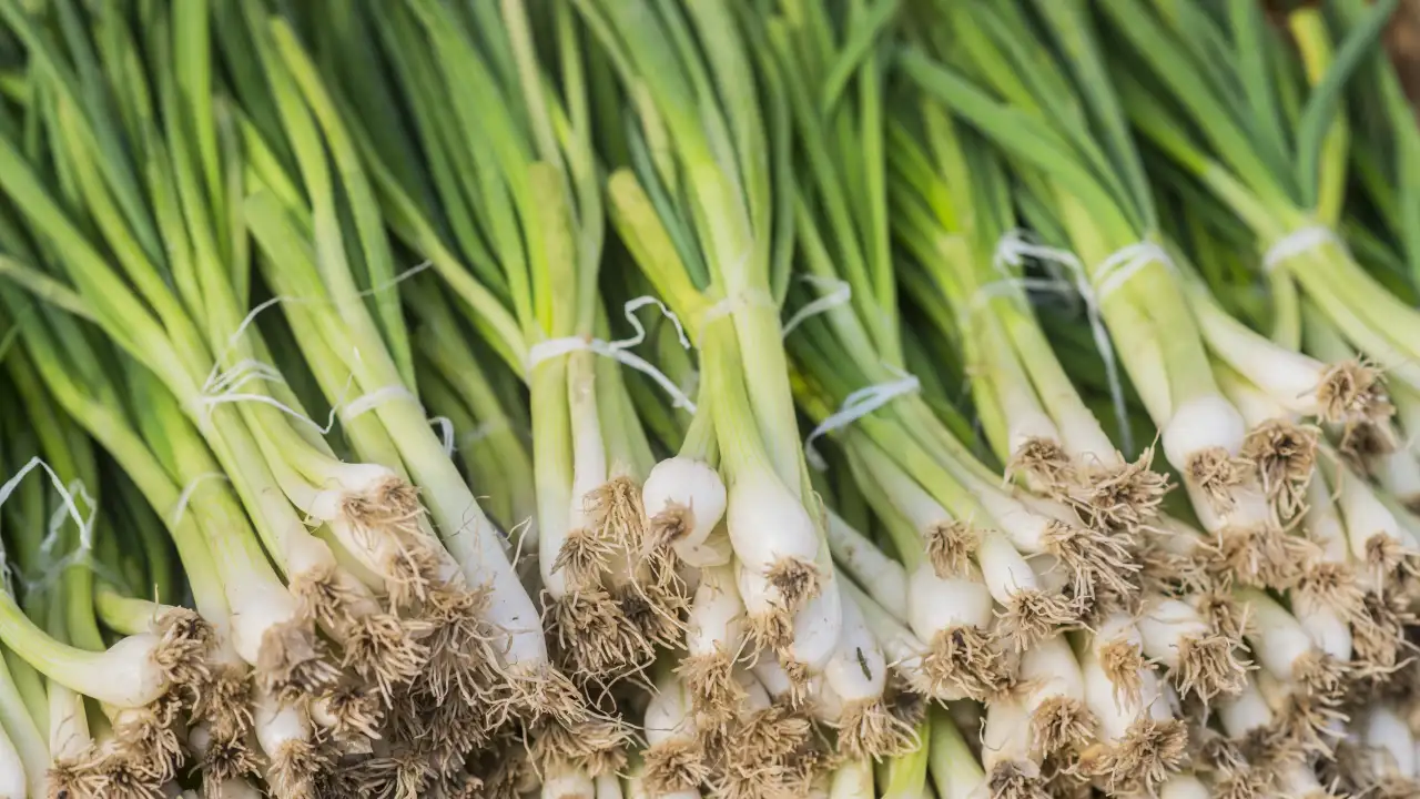 Чеснок на грядке