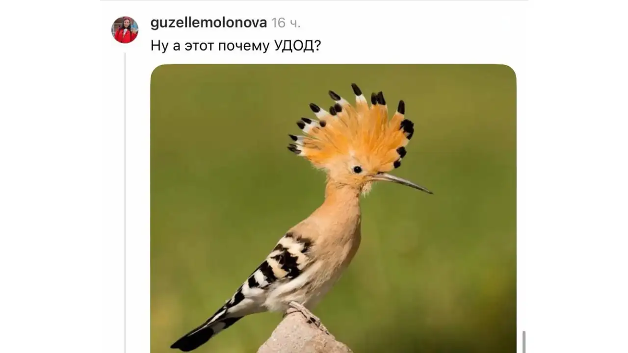 Скриншот комментария.