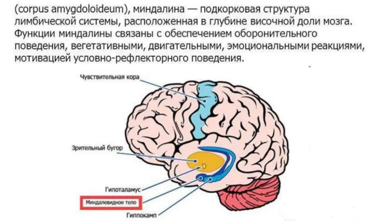 У консерваторов серого вещества в миндалевидном теле оказалось больше.