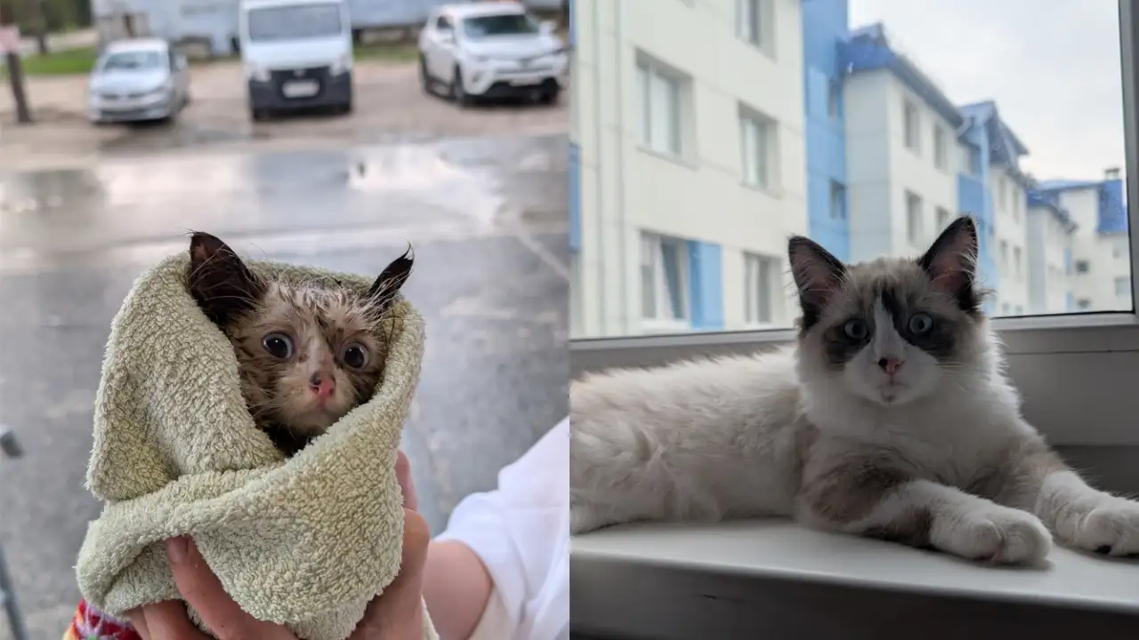 Котик по кличке Бармалей тогда и сейчас.