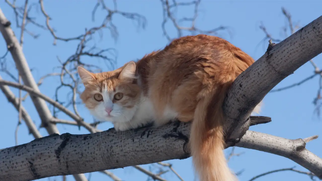 Кот на дереве.
