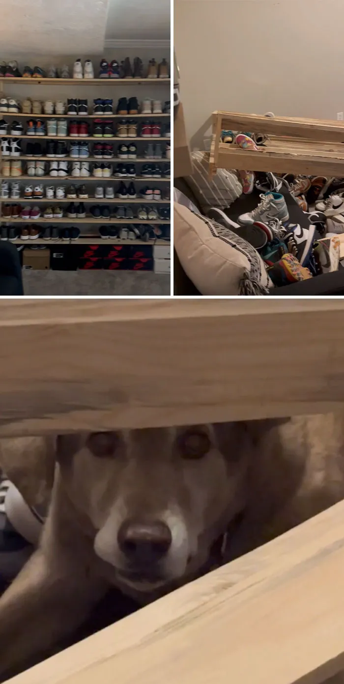 «Пес моего брата решил достать игрушку из-под полок с обувью».