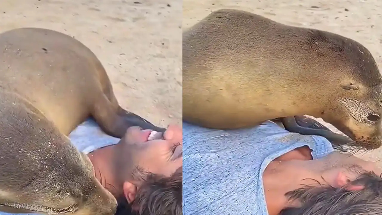 Морской котик.