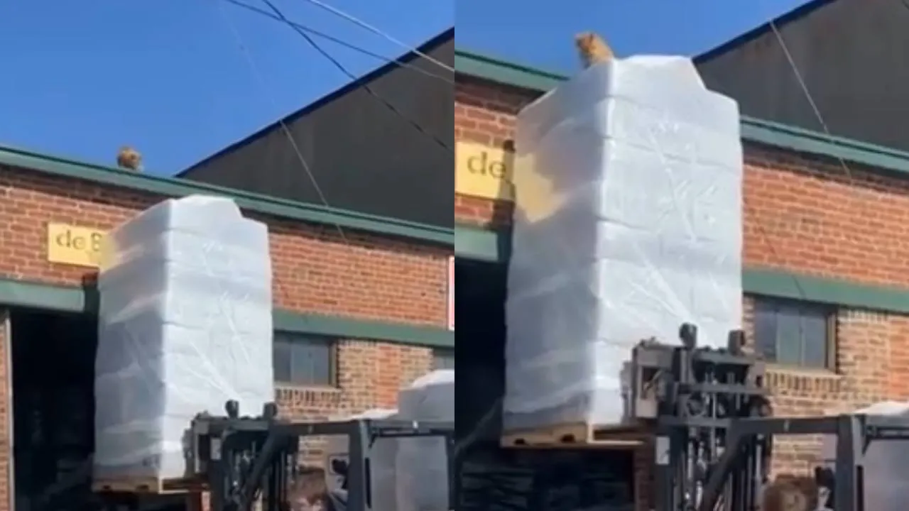 Котик на крыше.