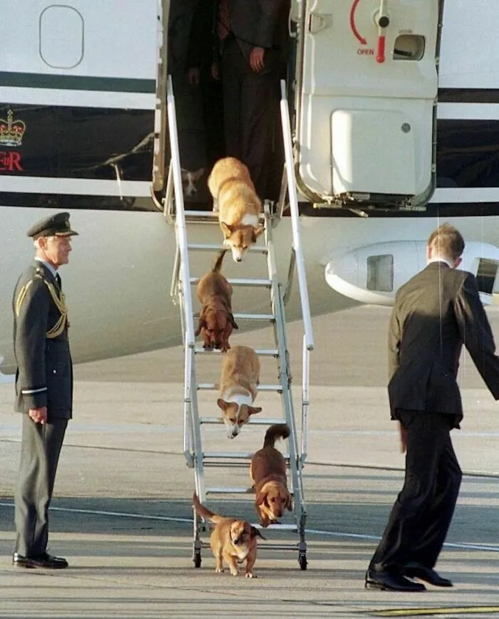 Питомцы королевы Елизаветы II выходят из самолета, 1998 год.