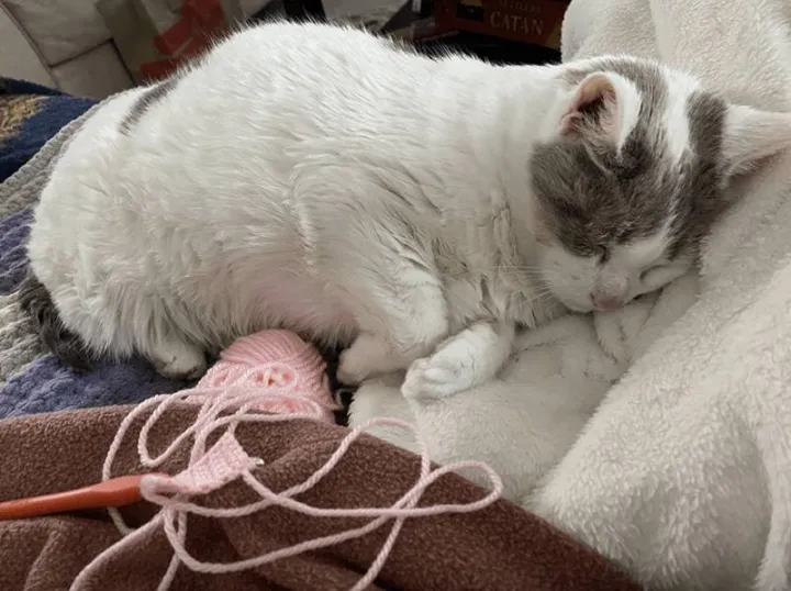 «Мечтает о своей будущей империи вязания крючком».