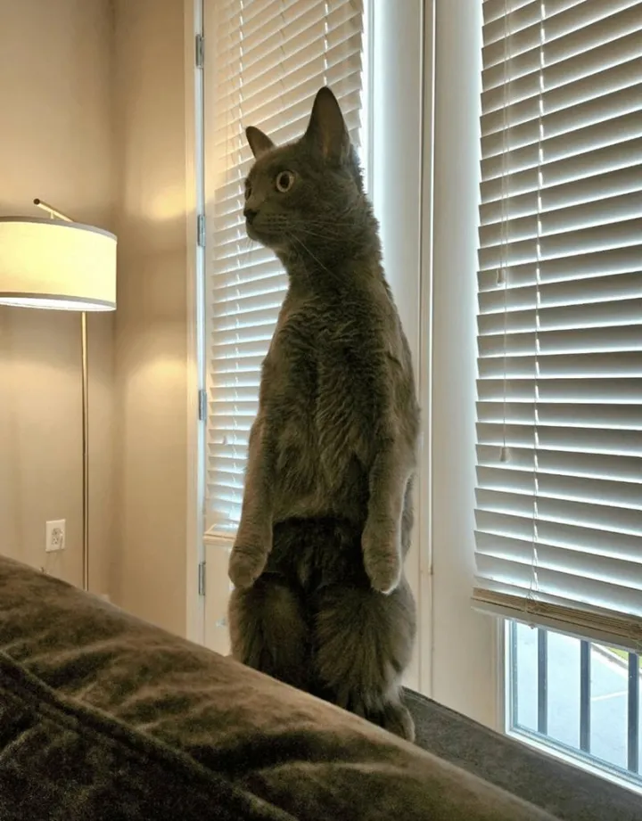 «Соседский дозор».