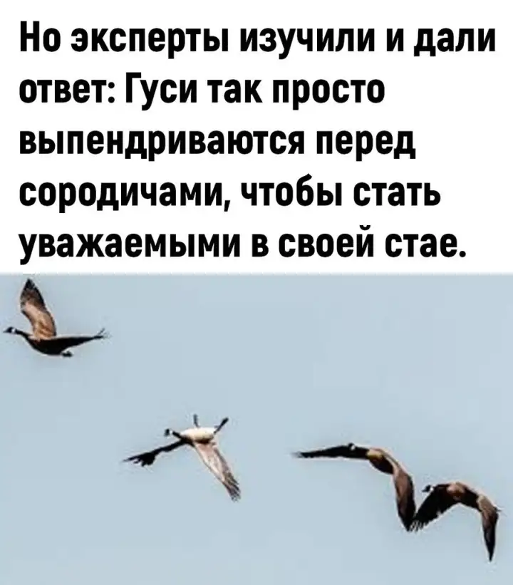 Но все оказалось гораздо прозаичнее.