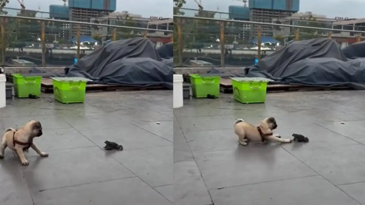 Мопс и жаба.